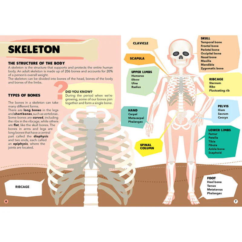 Travel, Learn & Explore Puzzle & Book Set The Human Body