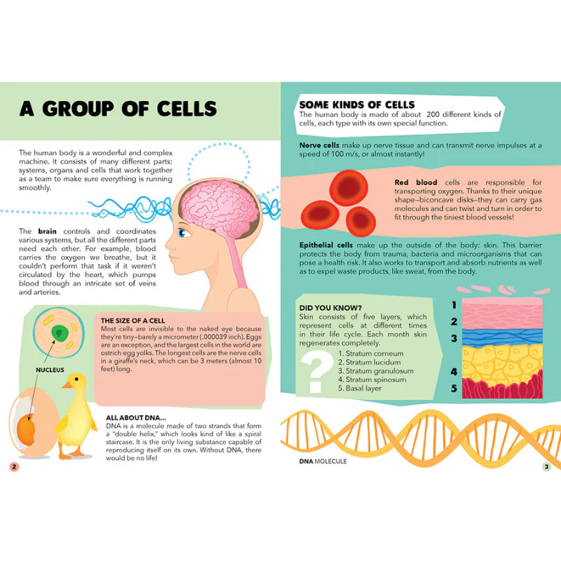 Travel, Learn & Explore Puzzle & Book Set The Human Body